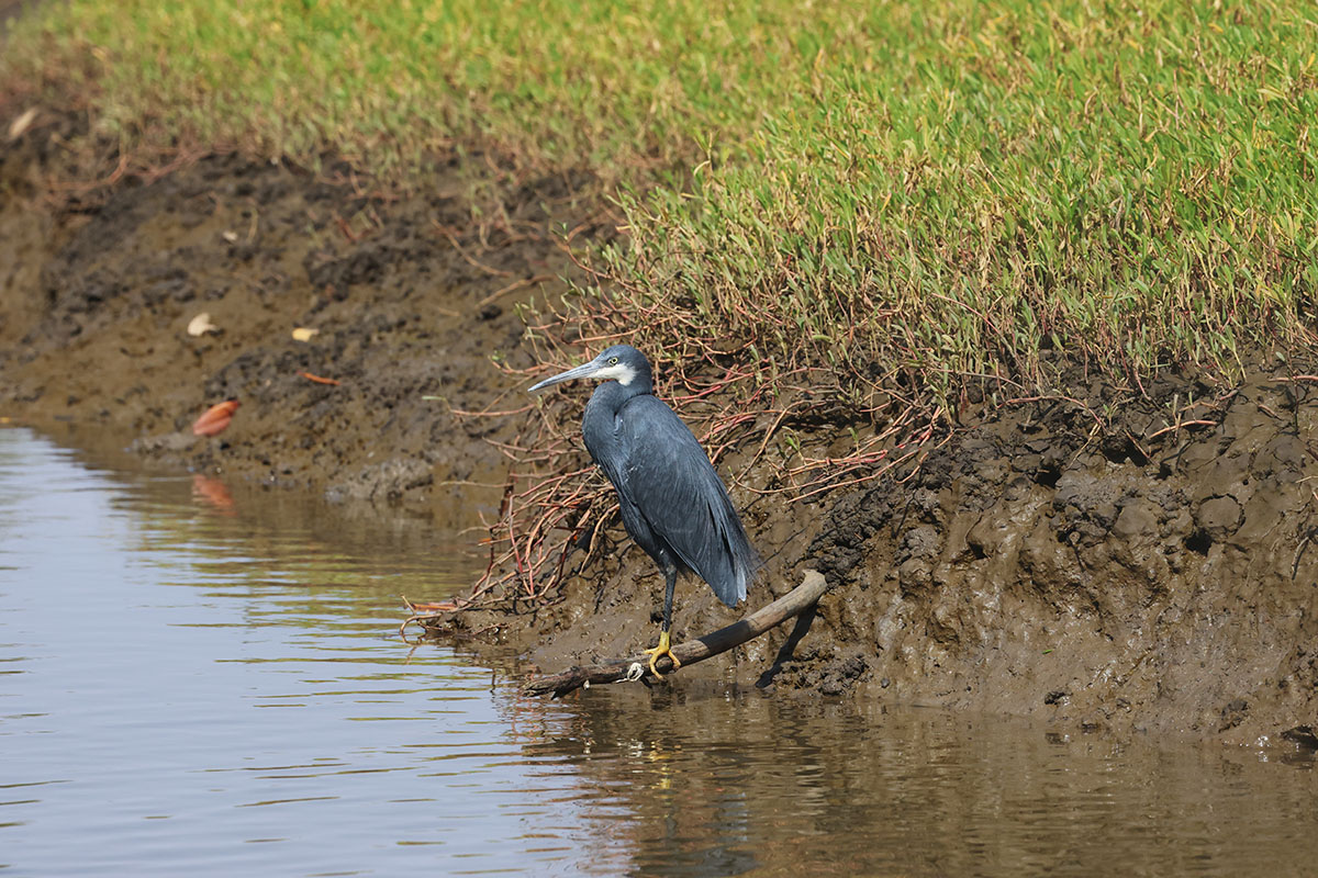 Western Reef Egret